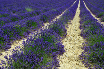 Naklejka na ściany i meble Lavender field, Provence, France