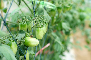 cherry tomatoes hanging on tree