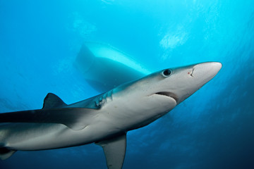 Fototapeta premium blue shark, prionace glauca, South Africa