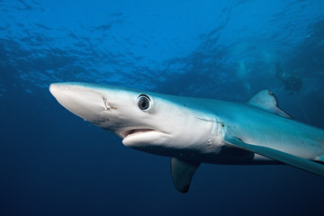 Fototapeta premium blue shark, prionace glauca, South Africa