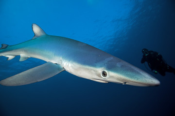 Fototapeta premium blue shark, prionace glauca, South Africa