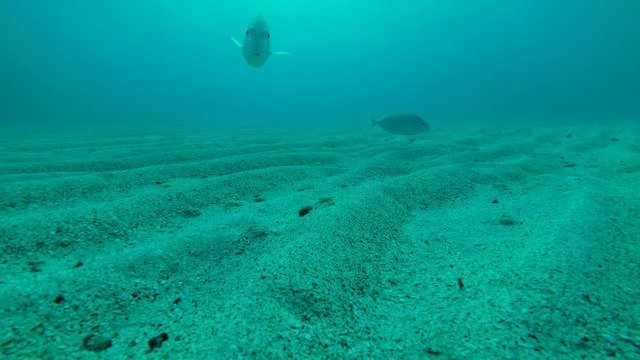 Curious fish poses for the camera looking into the lens. Selfies for fish. Strong-spined Silver-biddy, Gerres longirostris. Red sea, Marsa Alam, Abu Dabab, Egypt