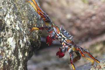 TIERE_3496_rote_Klippenkrabbe