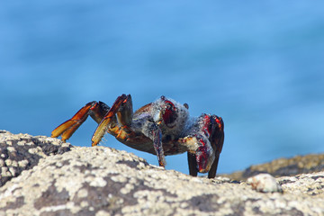 TIERE_3527_rote_Klippenkrabbe