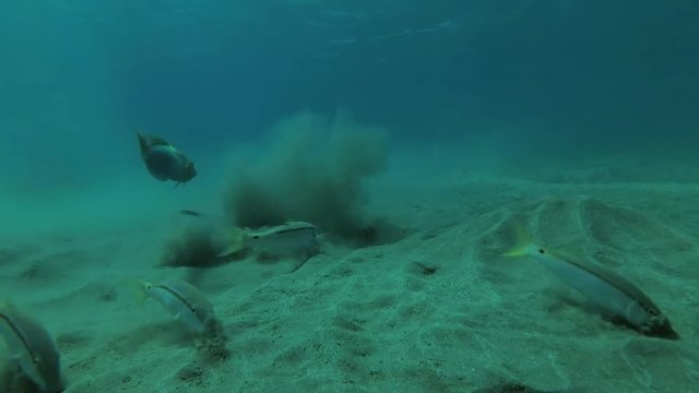 Checkerboard Wrasse (Halichoeres hortulanus) floats over the sandy bottom, Red sea, Marsa Alam, Abu Dabab, Egypt
