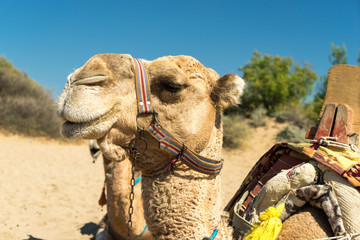 camels on a desert in the middle east