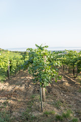 Fototapeta na wymiar Grape vines in Balaton wine region, Hungary