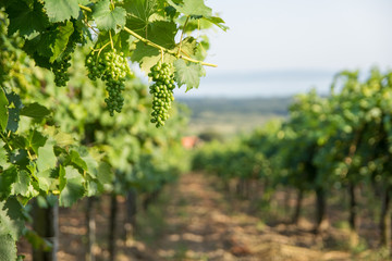 Green grapes on branch in Balaton wine region, Hungary