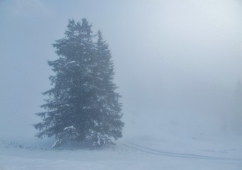 Tanne im Nebel