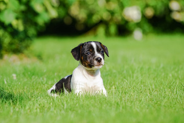 Hundewelpen - junger Jack Russel Welpe sitzt im Garten