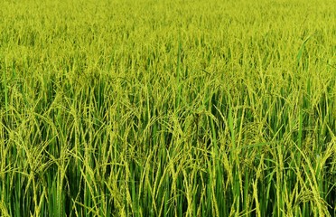 green rice in rice field for nature background