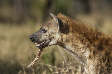 Hyena South Africa