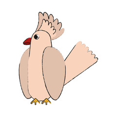 Beautiful parrot bird