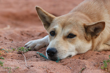 Half of brown dog show drowsiness and lie down on the sand beach. Play with green rope. Thai and cute animal. Copy space.