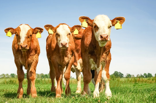 Rinderzucht - drei rotbunteFleckviehk&auml;lber in kurioser Formation