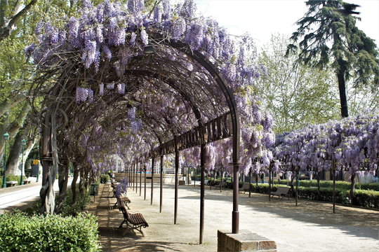 Photograph of wisteria, glicinias,  in bloom, in the middle of spring, Clusters of flowers climbing and hanging from the metal arches in the park of La Vega in Toledo, Spain,
