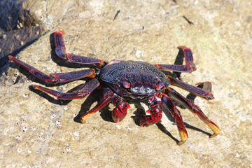TIERE_2802_rote_Klippenkrabbe