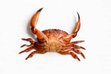 Mud crab or mangrove crab in Nature.