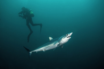 Mako shark, Isurus oxyrinchus, Atlantic ocean, Simon's Town, South Africa