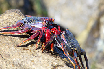 TIERE_2830_rote_Klippenkrabbe