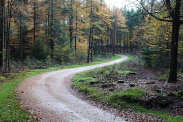 Forest in autumn, Utrechtse heuvelrug
