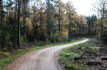 Fototapeta na wymiar Forest in autumn, Utrechtse heuvelrug