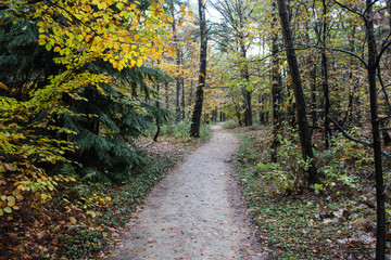 Fototapeta premium Forest in autumn, Utrechtse heuvelrug