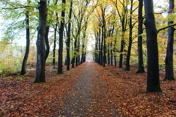 Obraz premium Forest in autumn, Utrechtse heuvelrug