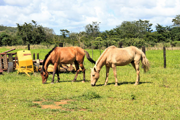 Naklejka na ściany i meble two horses pastors in the field in Venezuela