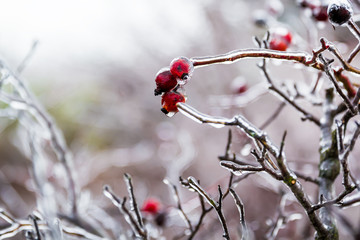 Icy grass and berry in winter, stems of dry grass covered with ice crust