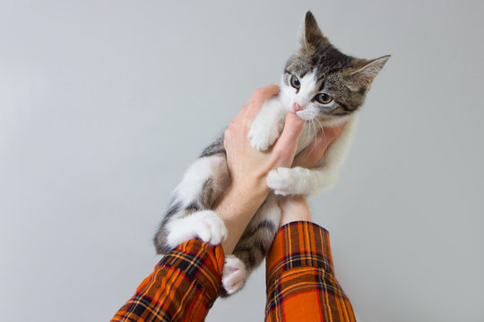 Kitten on hands. A man's friend, bites. Bites a little fagot for a finger bites