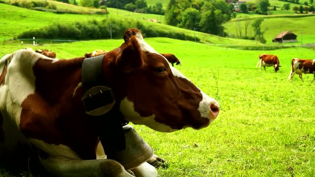 Cows with a bells grazing on Alpine meadows in the district of Gruyeres, Switzerland.