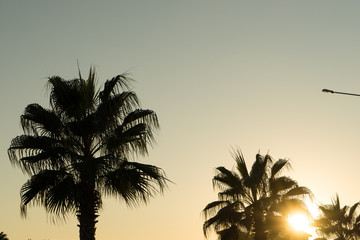 silhouette of a palm tree at sunset