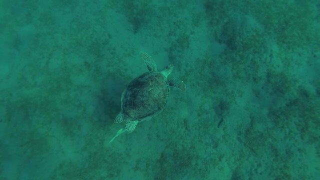 Young female Green Sea Turtle (Chelonia mydas) with Remora fish (Echeneis naucrates) swims over the sandy bottom, Red sea, Marsa Alam, Abu Dabab, Egypt
