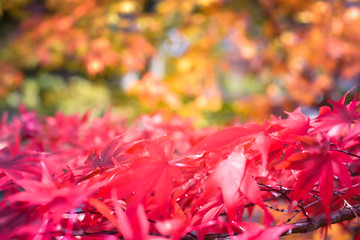 Autumn season colorful of tree and leaves