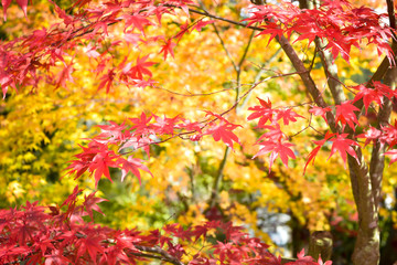 Autumn season colorful of tree and leaves