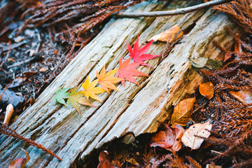 Autumn season colorful of tree and leaves