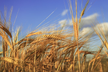 Fototapeta premium Wheat