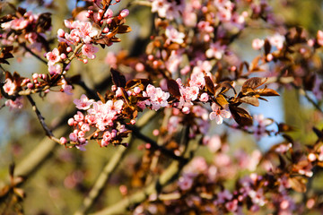 Detail of pink flowering Japanese cherry tree - Sakura