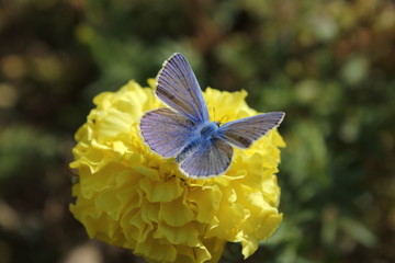 Butterfly dove on a yellow flower.