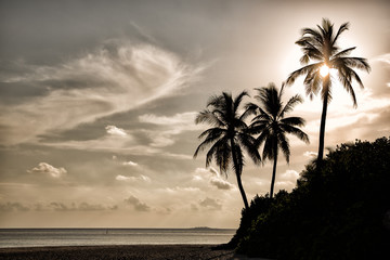 palmtrees on a tropical paradise