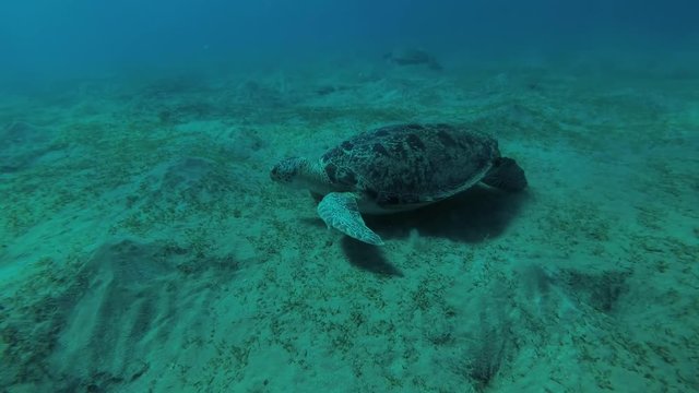 Big male Green Sea Turtle (Chelonia mydas) eats the sea grass on a muddy bottom, Red sea, Marsa Alam, Abu Dabab, Egypt

