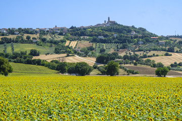 Fototapeta na wymiar Summer landscape in Marches (Italy) near Recanati