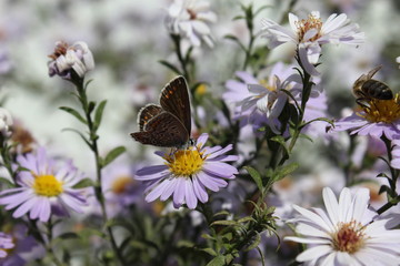 A brown butterfly sits on the flowers of September.