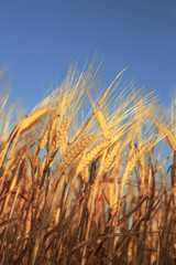 Wheat ears on blue sky background