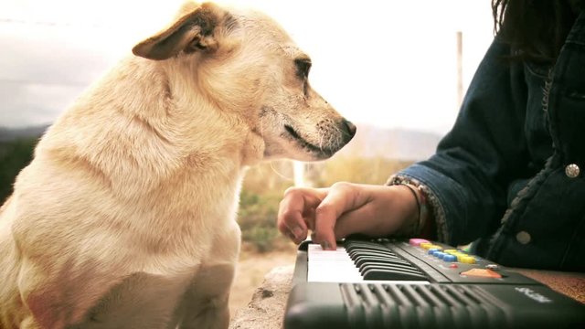 Dog listening to Music
