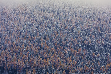 Winter background with snow covered trees.