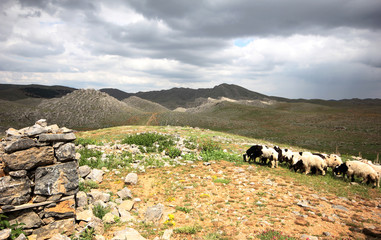Sheep grazing in field