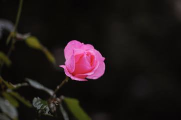 pink rose