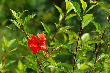 Hibiscus flower in the autumn morning